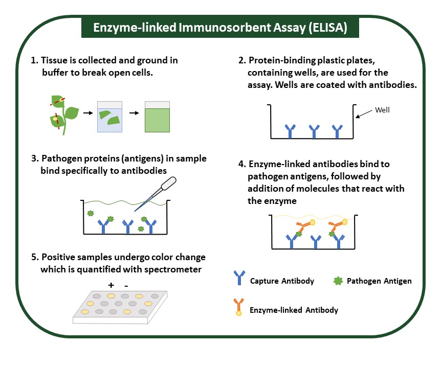 Enzyme-linked Immunosorbent Assay (ELISA)