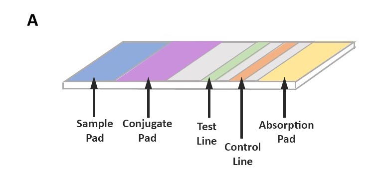 Structure of lateral flow assay test strip