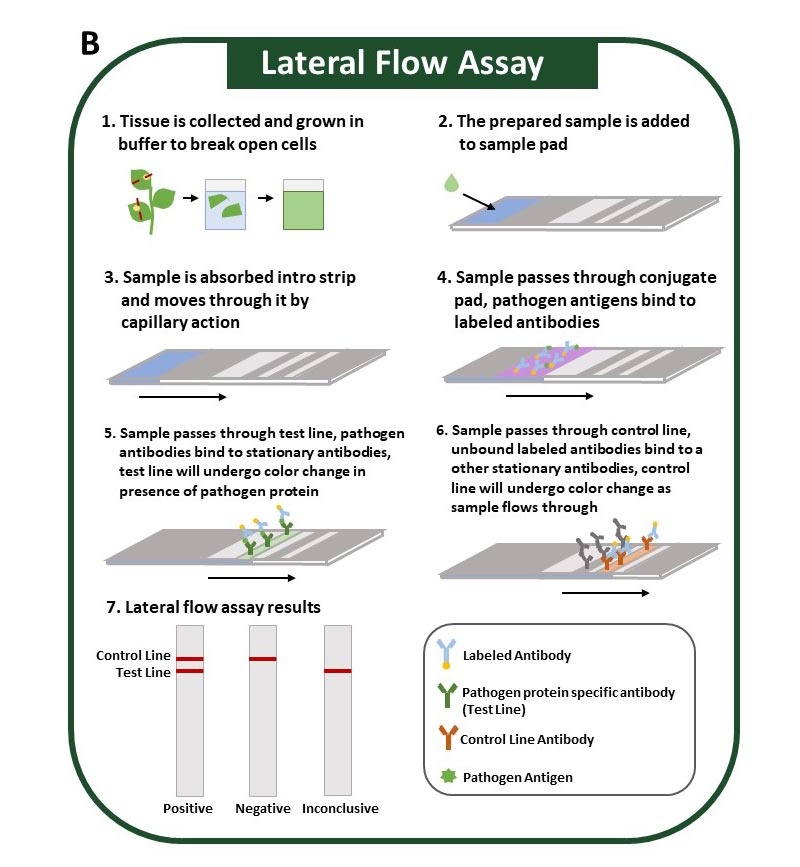 Lateral flow assay