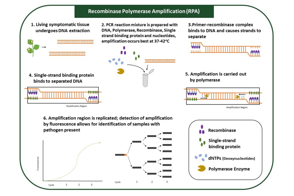 Recombinase Polymerase Amplification (RPA)