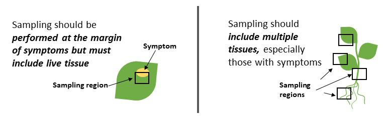 Plant sampling considerations. Effective sampling should include living tissue from symptomatic areas and various tissues. The black boxes represent sampling areas. 
