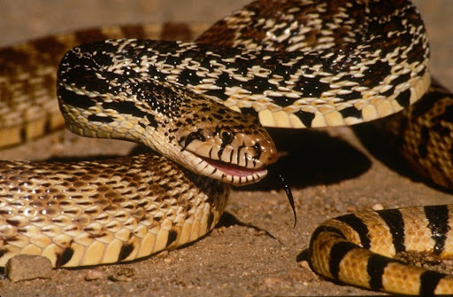 Coiled Bull Snake