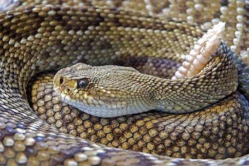 Coiled Western Rattlesnake