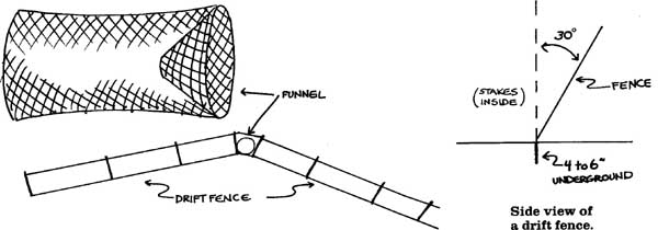 A funnel trap with a drift fence can be used to capture rattlesnakes