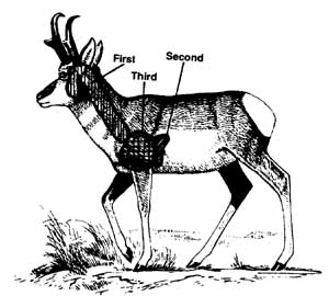 Illustration of an animal with preferred shot placement