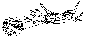 Illustration showing to cut on both sides of the brisket picture