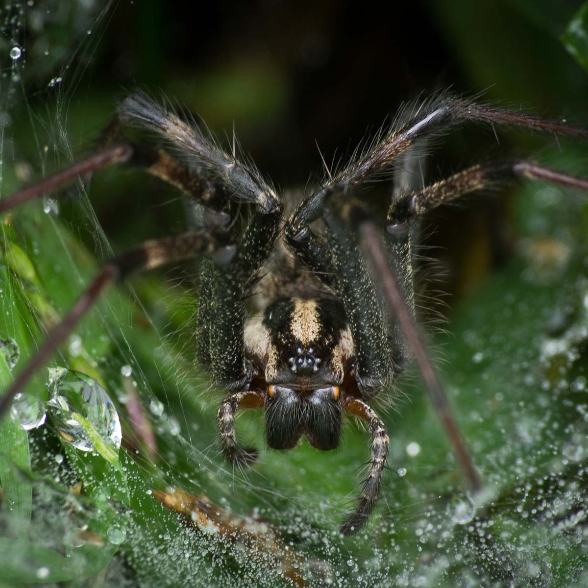 Funnel Web Spider