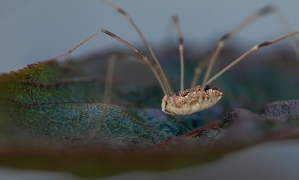 Harvestmen or Daddy Longlegs