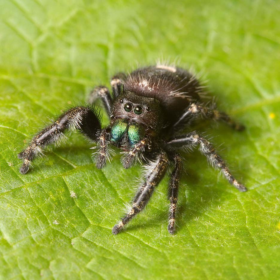 Phidippus audax jumping spider