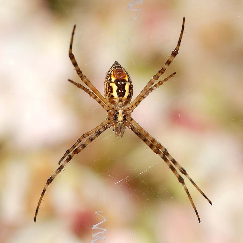 Orb Weaver Spider