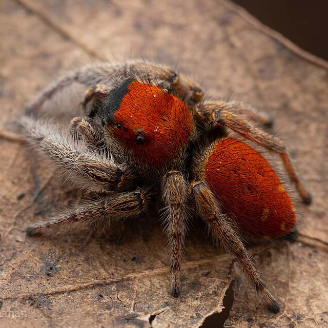 Phidippus whitmani jumping spider