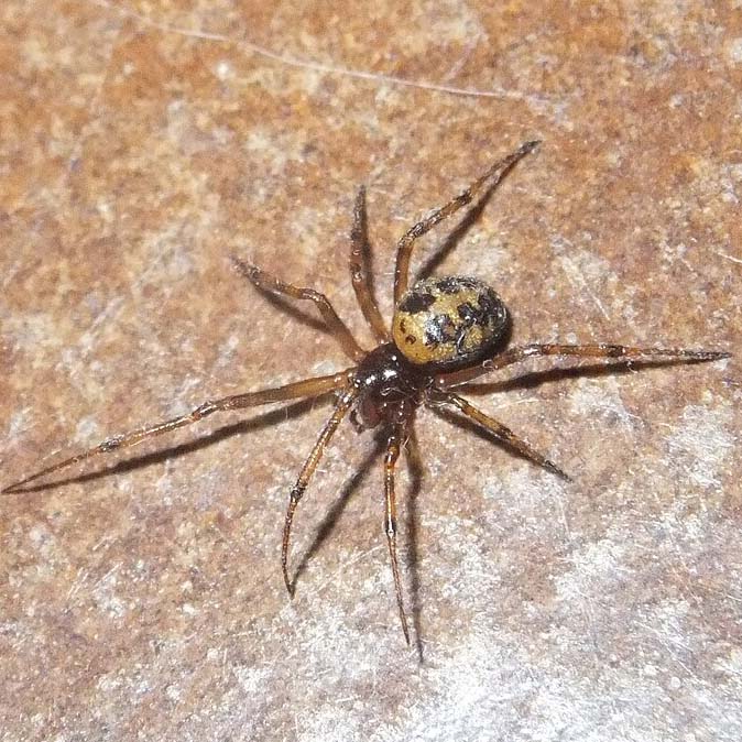 Steatoda triangulosa spider