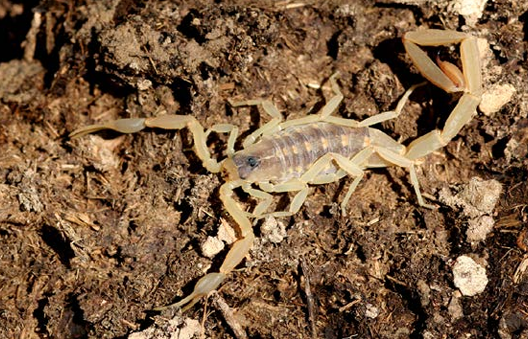 Striped Bark Scorpion