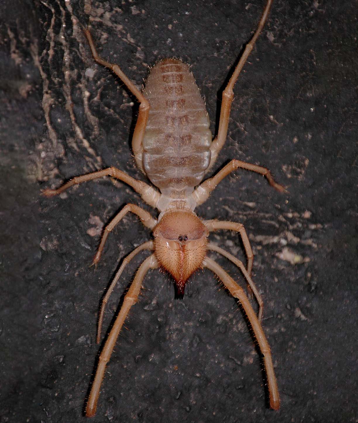 Sunspider