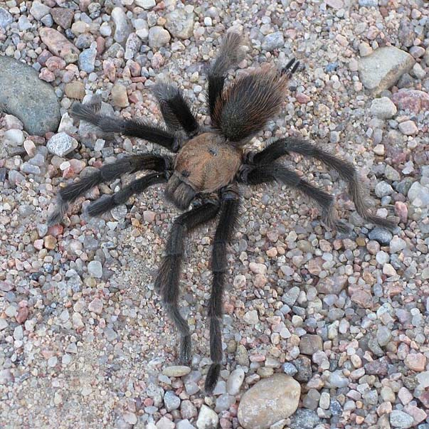 Brown tarantula photographed in Picket Wire Canyonlands, Colorado