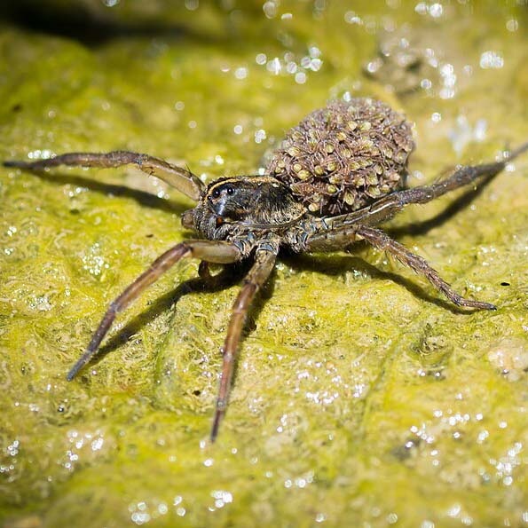 Wolf Spider with Young