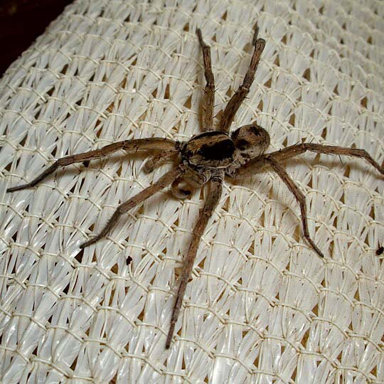 Wolf spider