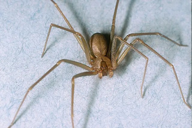 Brown recluse spider