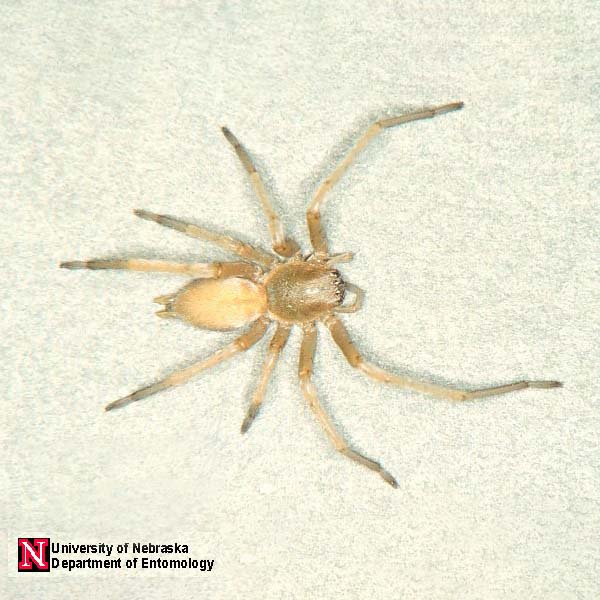 Yellow sac spider