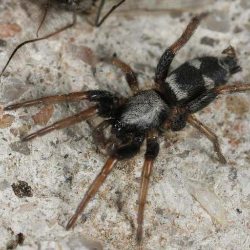 Ground spider