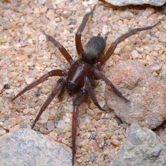 Ground spider