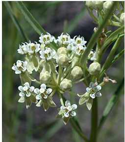 milkweed petals