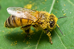 Honey bee covered in pollen grains