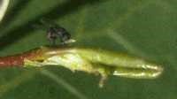 Adult poplar twiggall fly laying egg in developing twigs.
