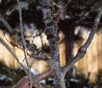 Continued expansion of galls on older wood.