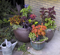 The image shows three ceramic plant pots of varied sizes placed on the ground near a brick wall. Each pot contains a variety of plants with colorful foliage. The plants have leaves in vibrant shades of red, purple, green, and yellow, creating a striking contrast. Some leaves are large and broad, while others are smaller and more delicate. A silver metal watering can is sitting on the ground next to the pots, adding a functional element to the scene. The area around the pots has some dirt and greenery, suggesting this is an outdoor garden space. The overall atmosphere is peaceful and displays a small, well-tended garden corner.