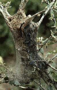 Tent of western tent caterpillar