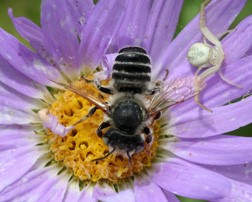 Leafcutter bee (and crab spider) visiting flower. 