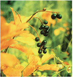 Western chokecherry (Prunus virginiana melanocarpa)