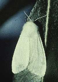 Fall webworm adult moth.