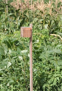 A nest box designed to house European paper wasp. 