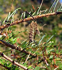 A Douglas-fir tussock moth killed by a virus disease.