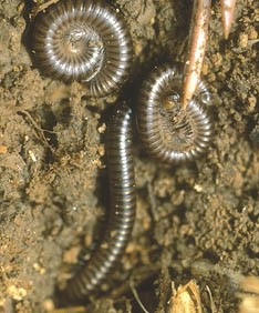 Common millipedes (Allajulus londenensis). 