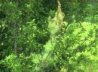 Tent produced by fall webworm.
