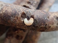 Larva of lilac root weevil feeding on roots of peony. 