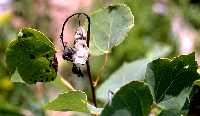 Shoot blight on aspen showing black and curled stem