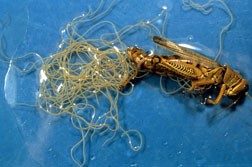 Grasshopper nematode, Mermis nigrescens.