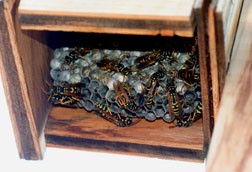 European paper wasps in nest box. 