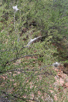 Tents of the western tent caterpillar
