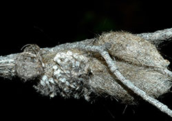 An adult female Douglas-fir tussock moth (left) laying a mass of eggs alongside the cocoon from which she recently emerged