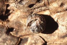 Pillbug, also known as ‘Roly-Poly’. 
