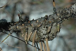 Egg mass of Douglas-fir tussock moth. 