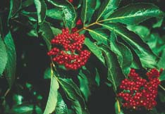 Red-berried elder (Sambucus racemosa)