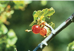 Wax currant (Ribes cereum) 