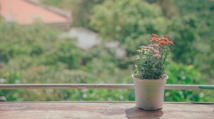 Potted plant on a table outside