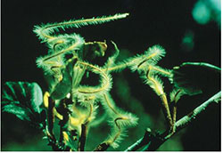 Mountain-mahogany fruit (Cerocarpus montanus)